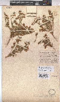 Hermannia bicolor image