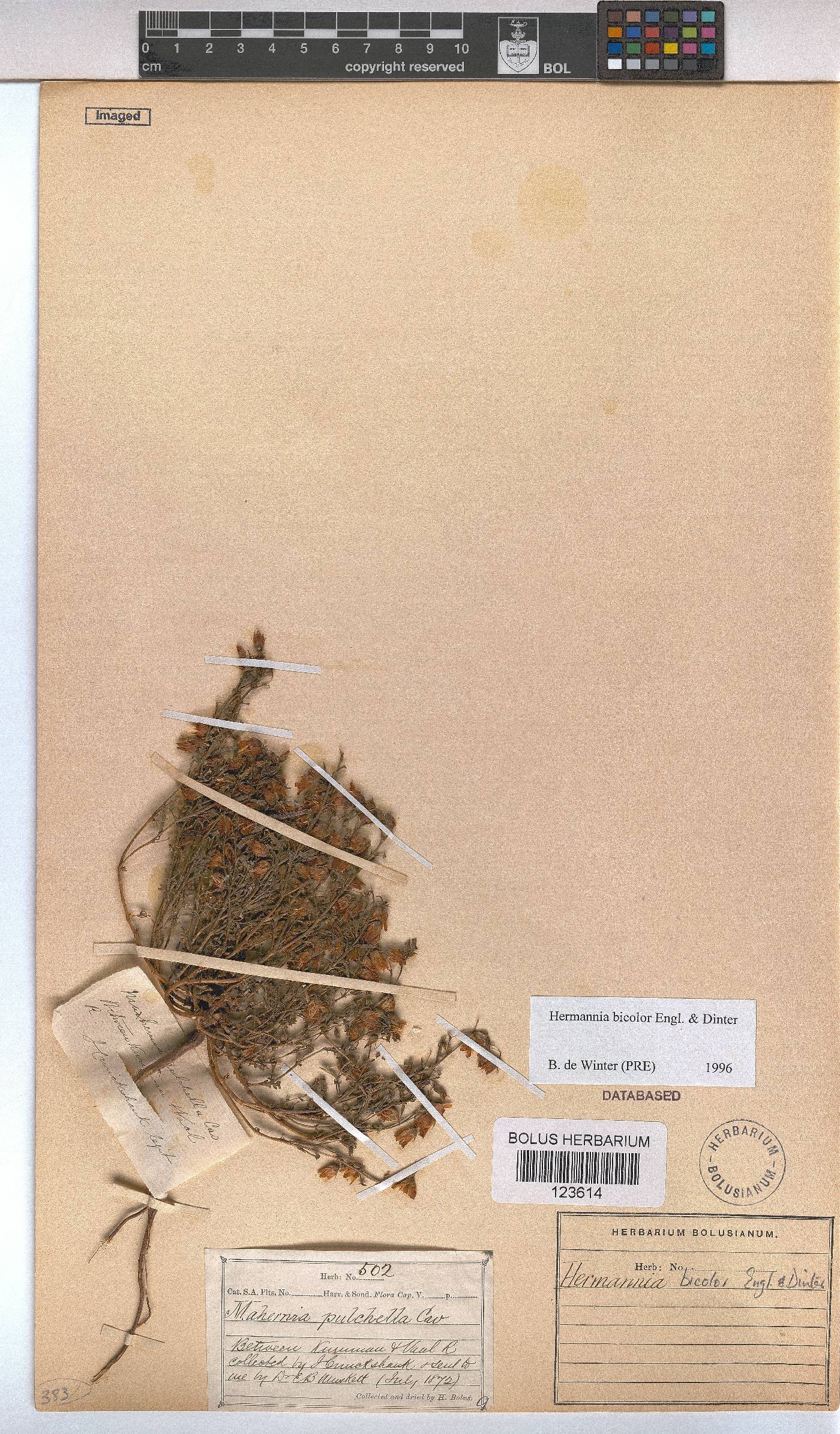 Hermannia bicolor image
