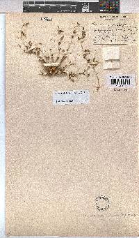 Hermannia bicolor image