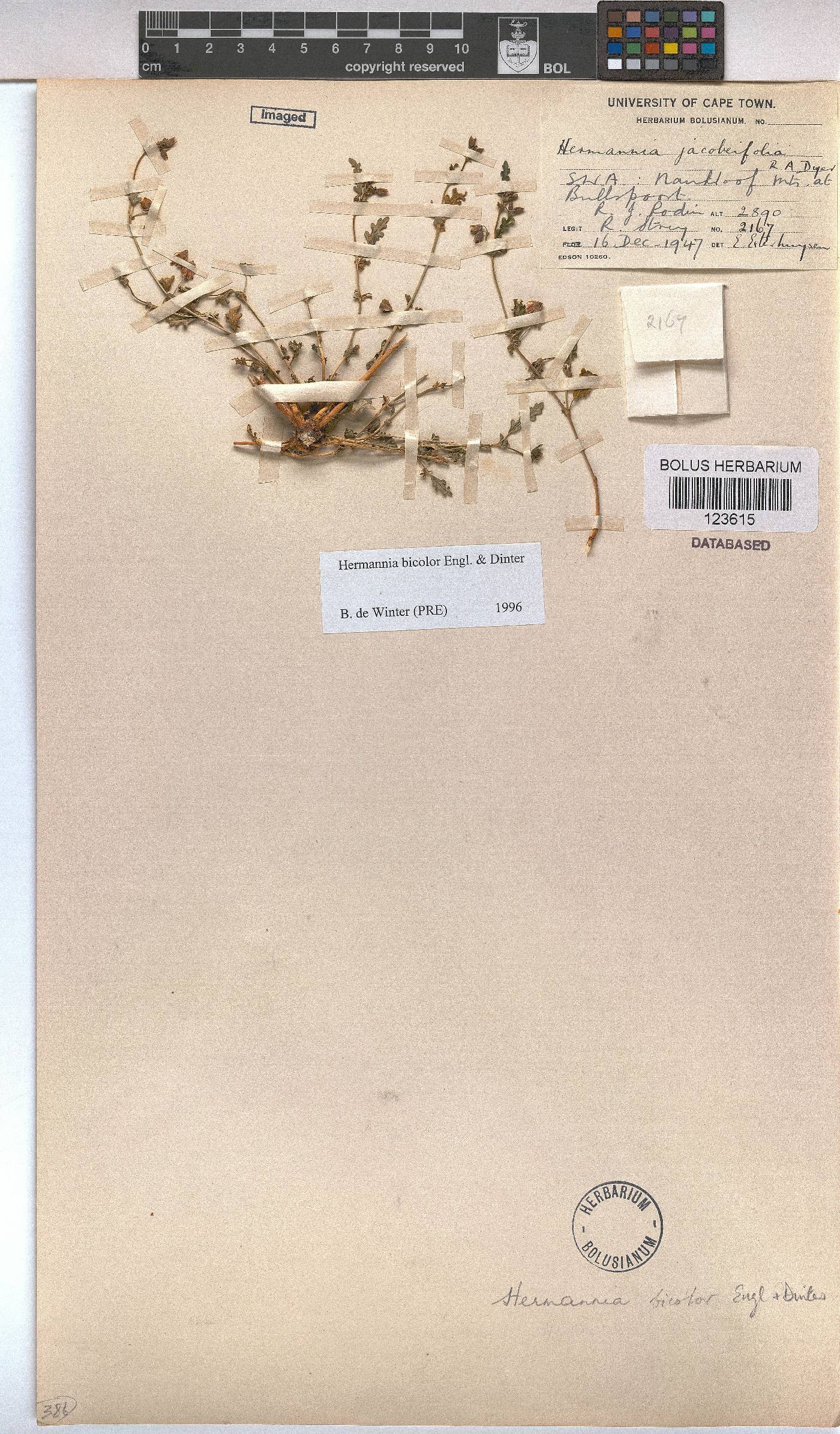 Hermannia bicolor image