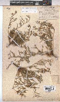 Hermannia bicolor image