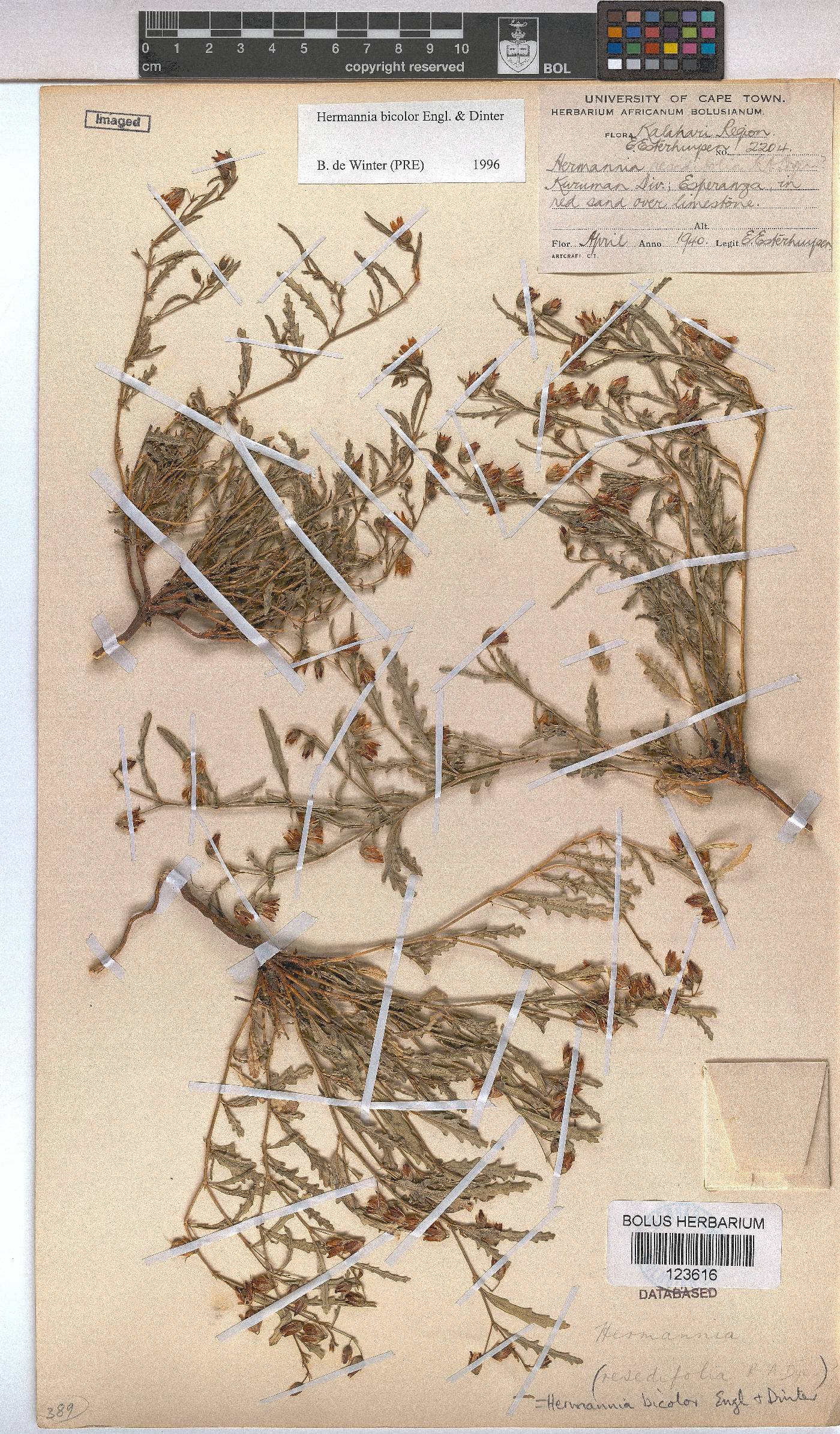 Hermannia bicolor image