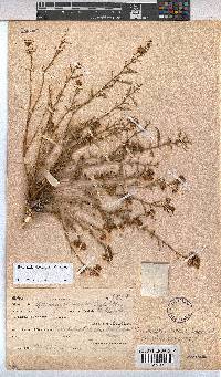 Hermannia bicolor image