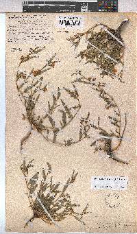 Hermannia bicolor image
