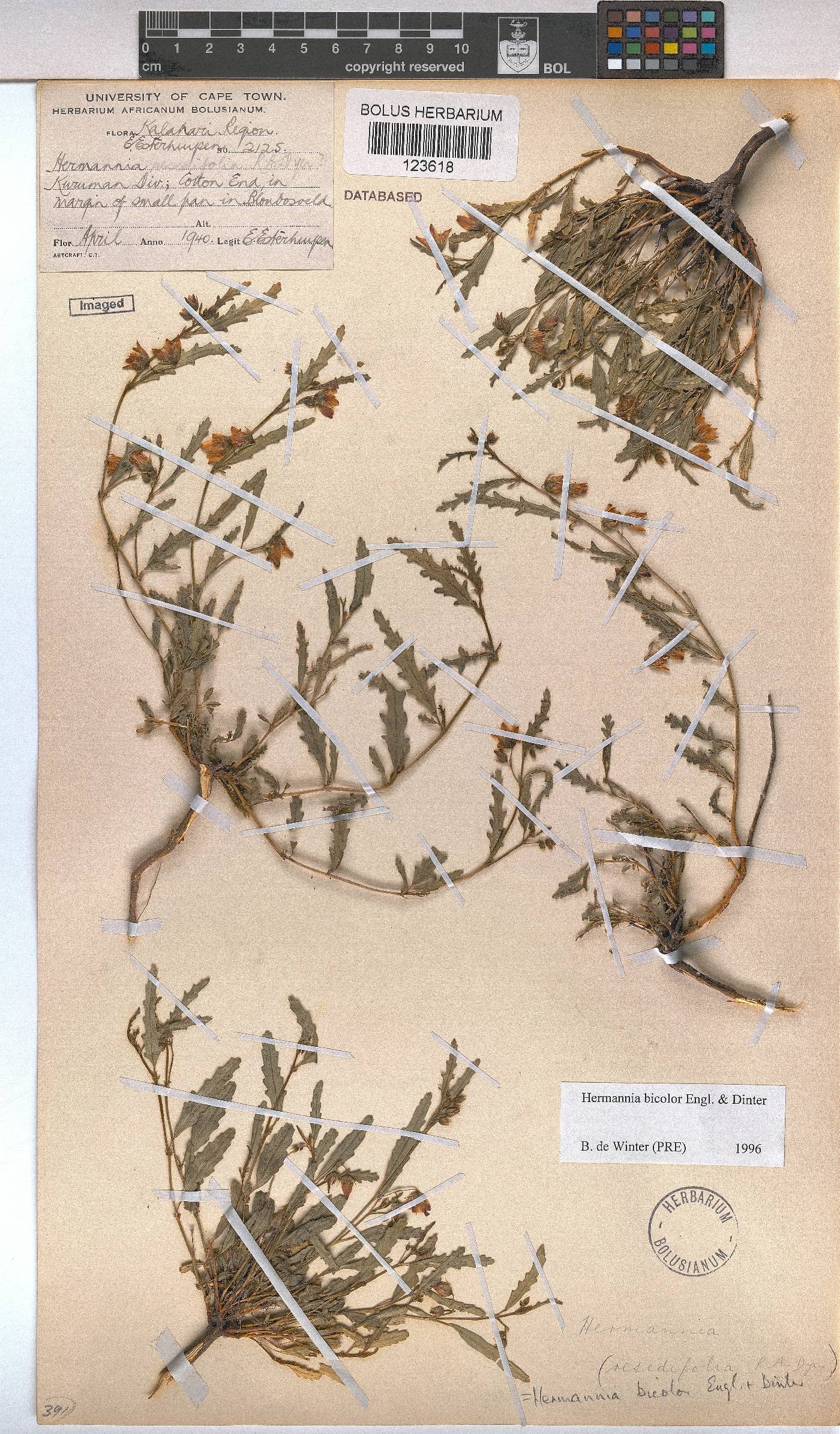 Hermannia bicolor image