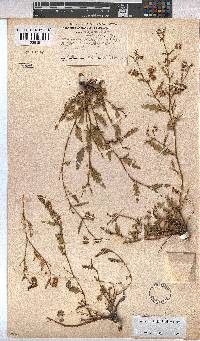 Hermannia bicolor image