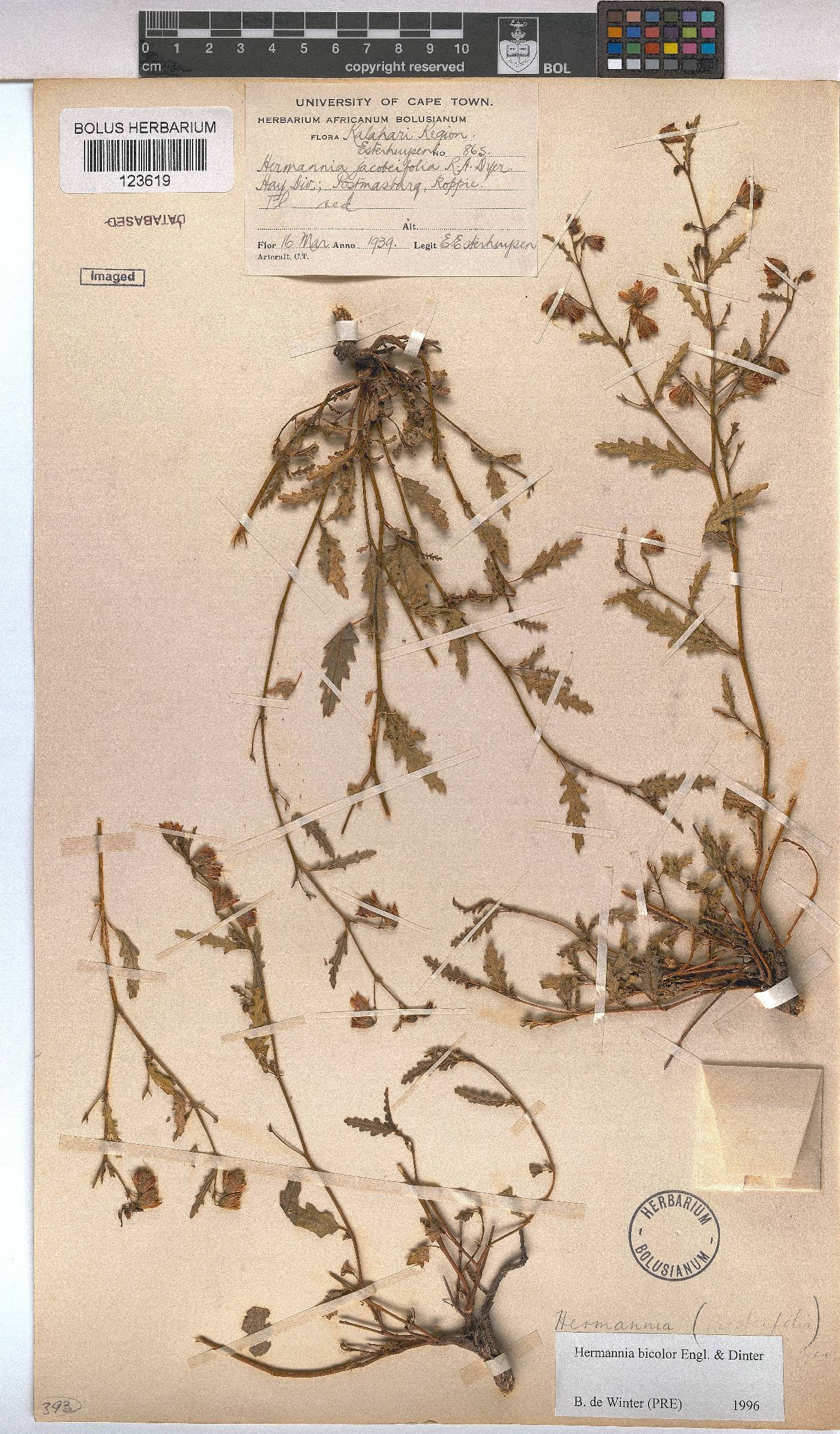 Hermannia bicolor image