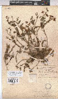 Hermannia bicolor image