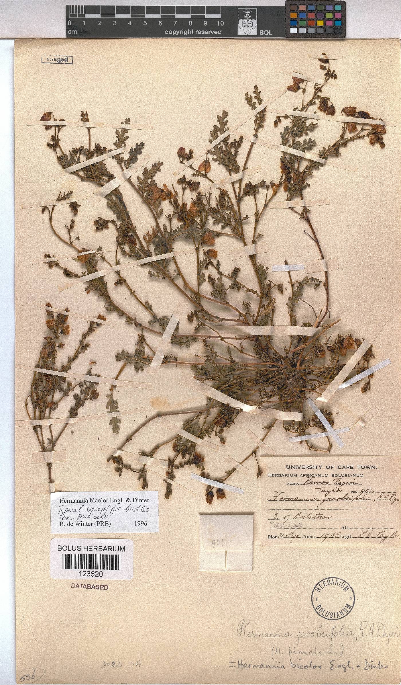 Hermannia bicolor image