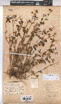 Hermannia bicolor image