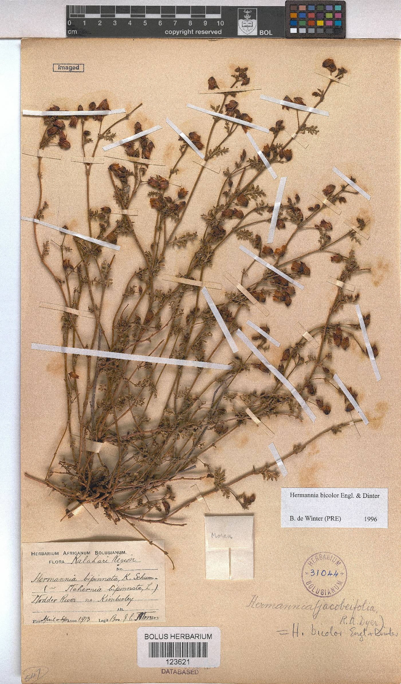 Hermannia bicolor image