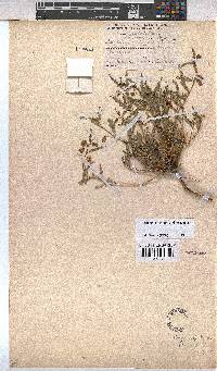 Hermannia bicolor image