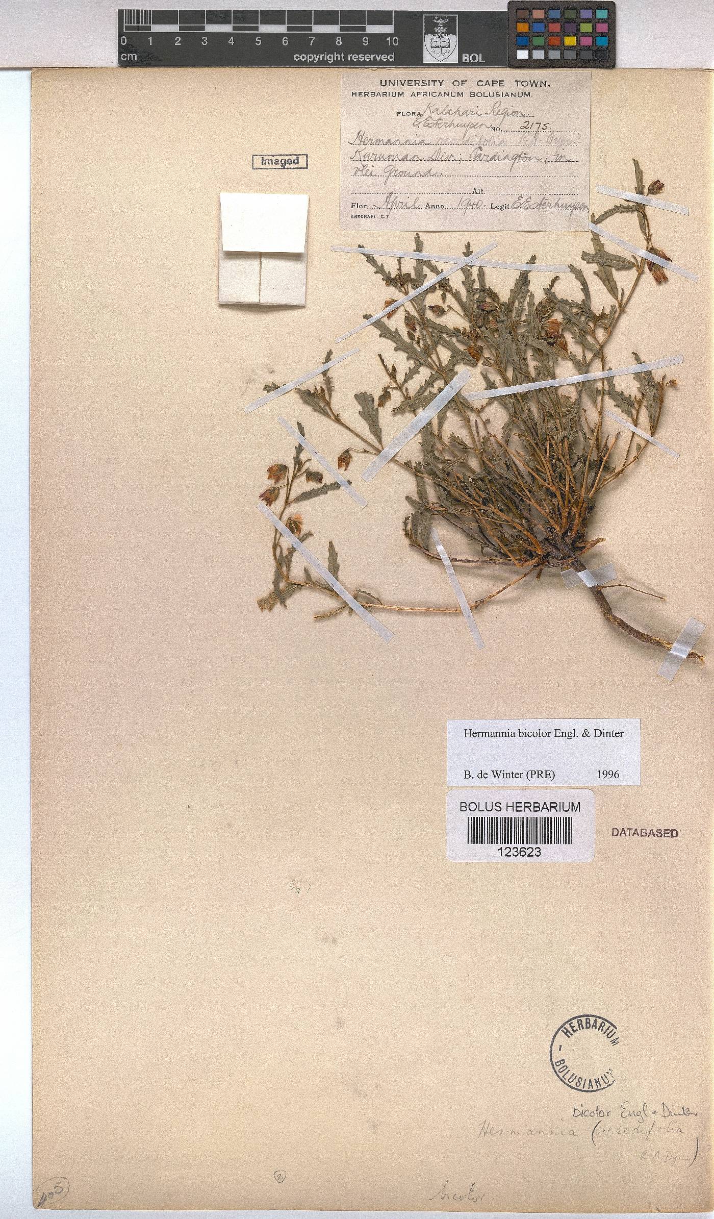 Hermannia bicolor image