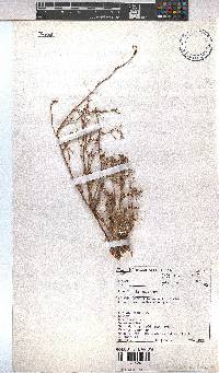Hermannia bicolor image