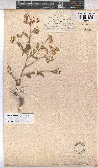 Hermannia burchellii image