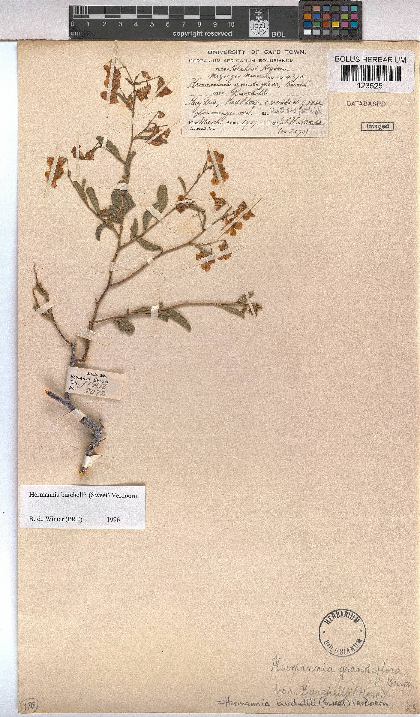 Hermannia burchellii image