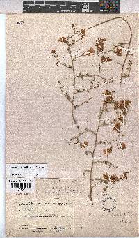 Hermannia burchellii image