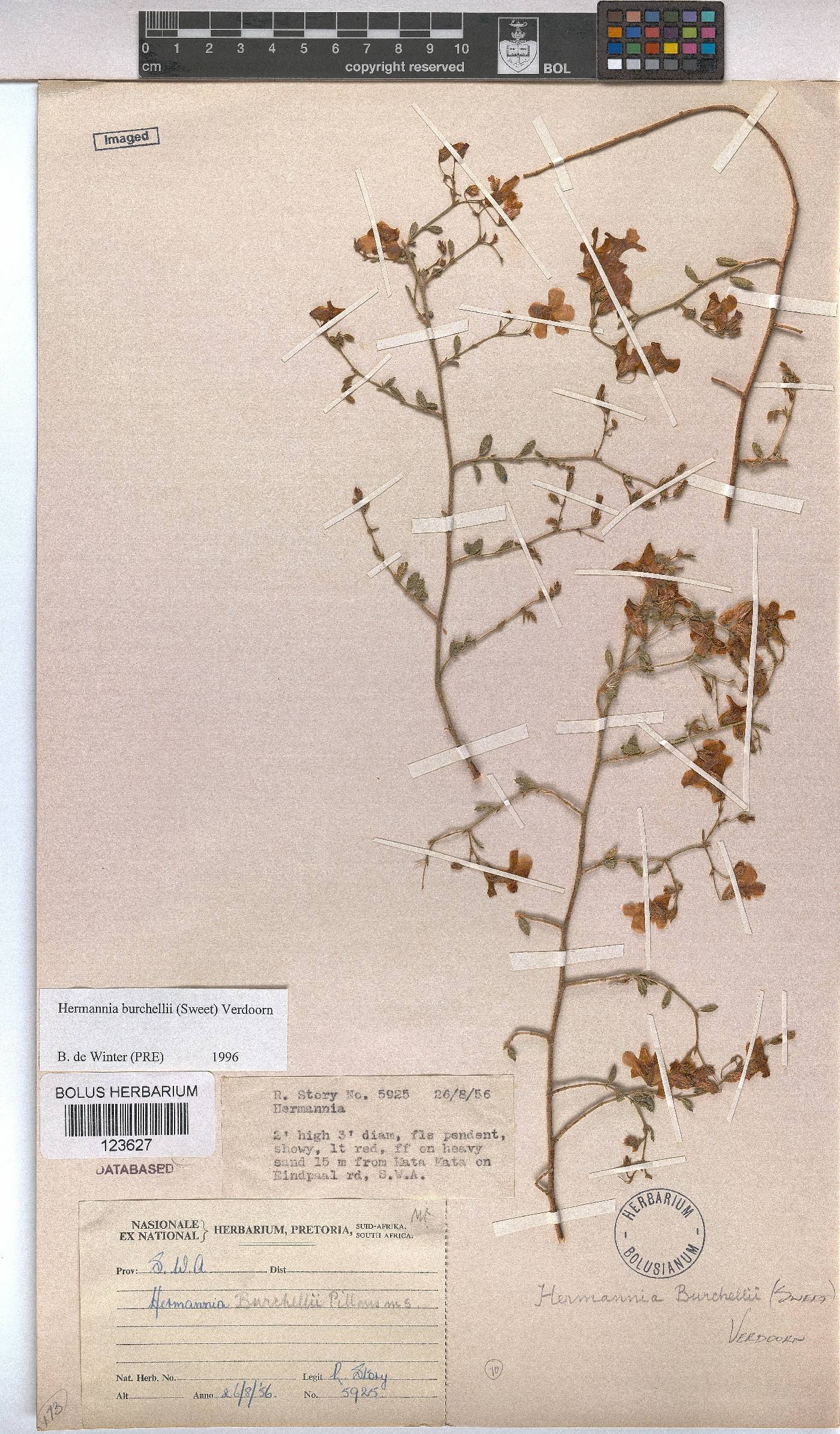 Hermannia burchellii image