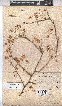 Hermannia burchellii image