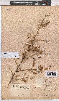 Hermannia burchellii image