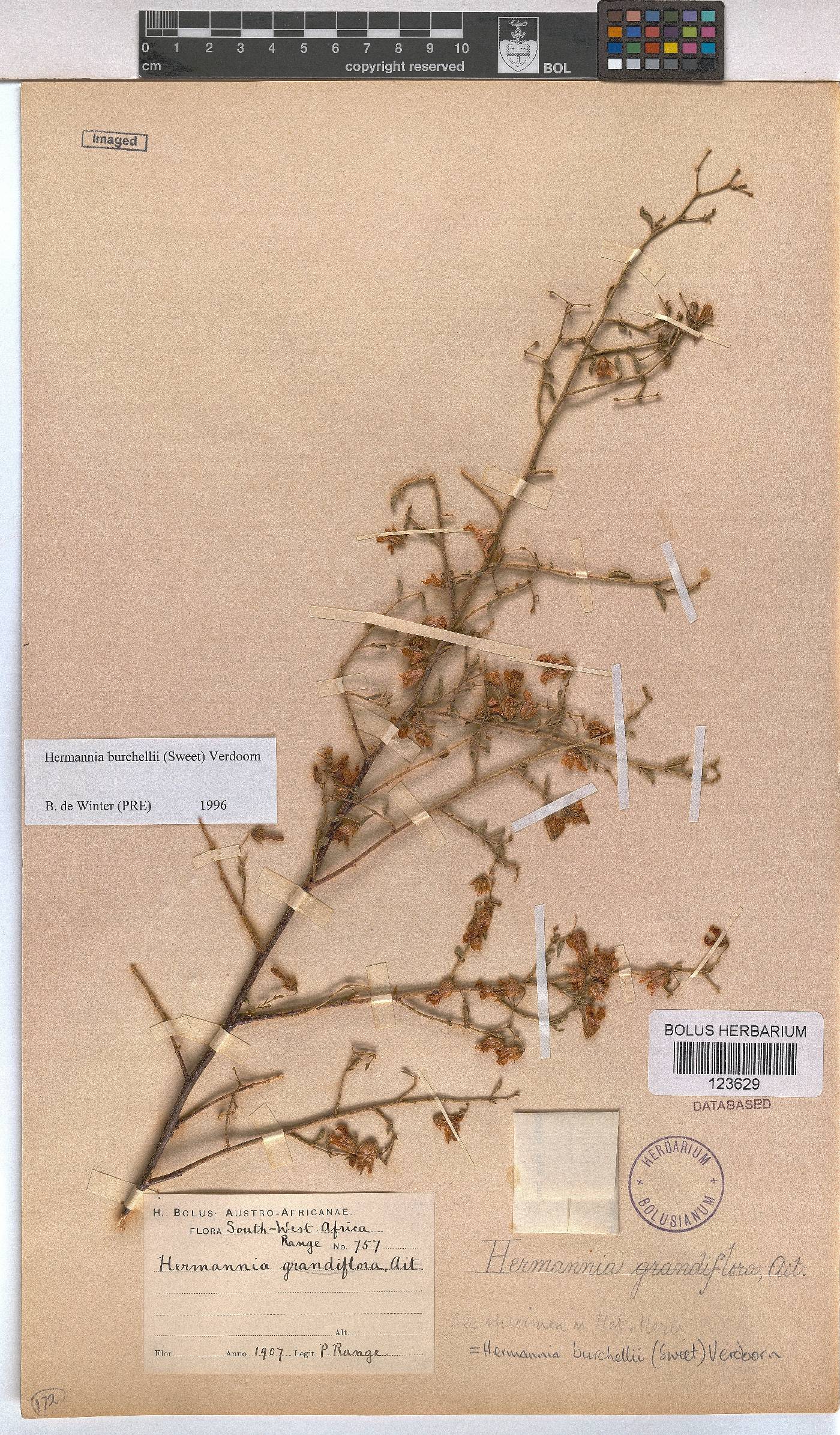 Hermannia burchellii image