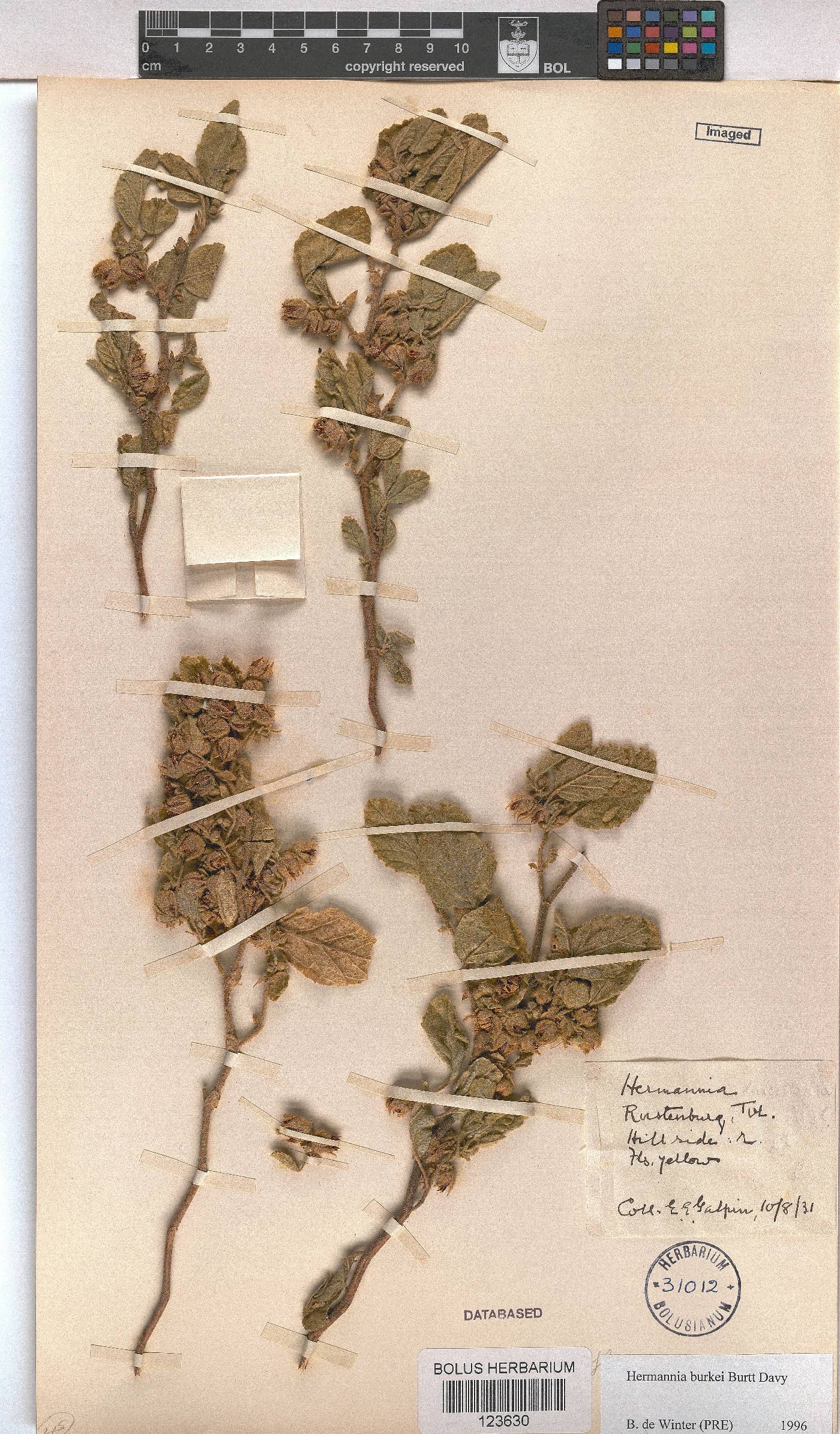 Hermannia burkei image