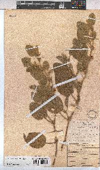 Hermannia burkei image