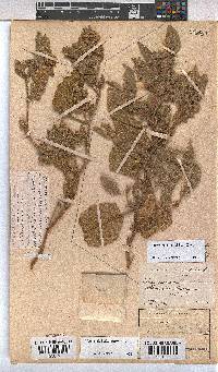 Hermannia burkei image