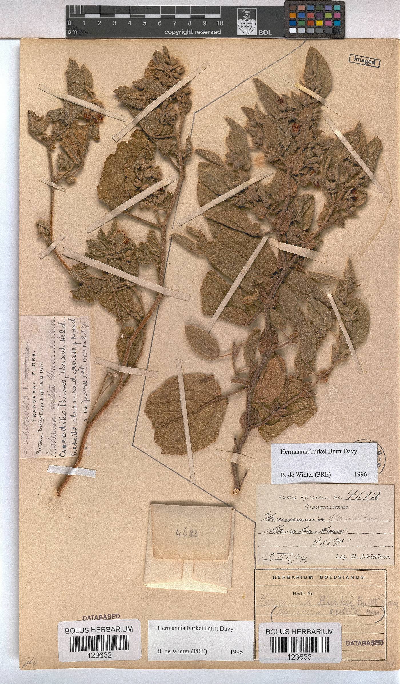 Hermannia burkei image