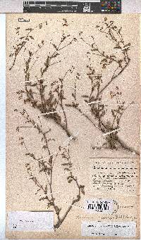 Hermannia coccocarpa image