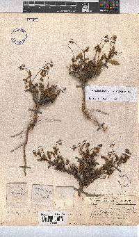 Hermannia coccocarpa image