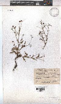 Hermannia coccocarpa image