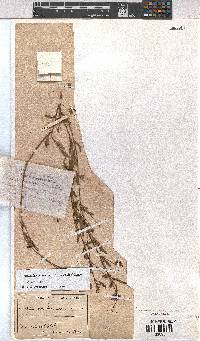 Hermannia coccocarpa image