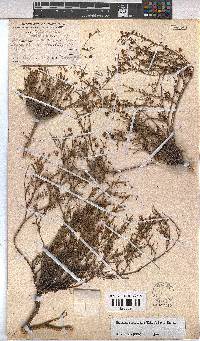 Hermannia coccocarpa image