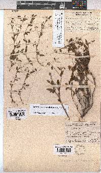 Hermannia coccocarpa image
