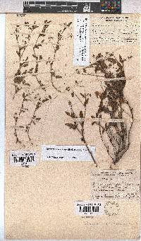 Hermannia coccocarpa image