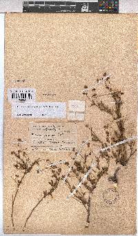 Hermannia coccocarpa image