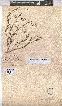 Hermannia coccocarpa image