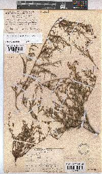 Hermannia coccocarpa image