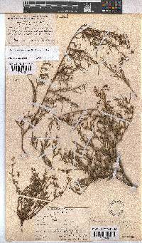 Hermannia coccocarpa image