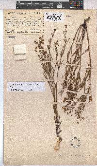 Hermannia coccocarpa image
