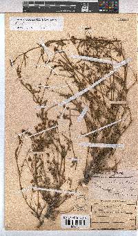 Hermannia coccocarpa image