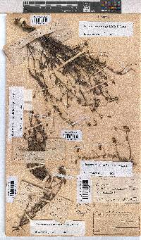 Hermannia coccocarpa image