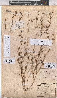 Hermannia coccocarpa image