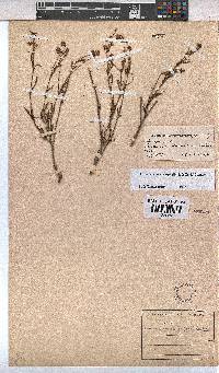 Hermannia coccocarpa image