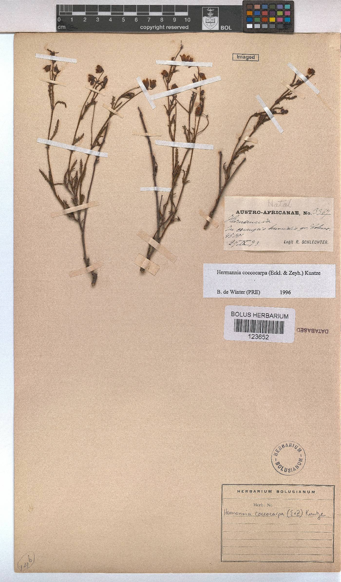 Hermannia coccocarpa image