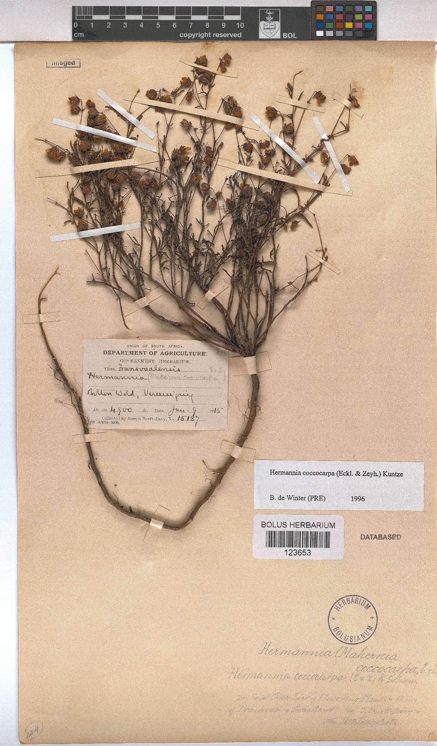 Hermannia coccocarpa image