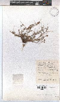 Hermannia coccocarpa image
