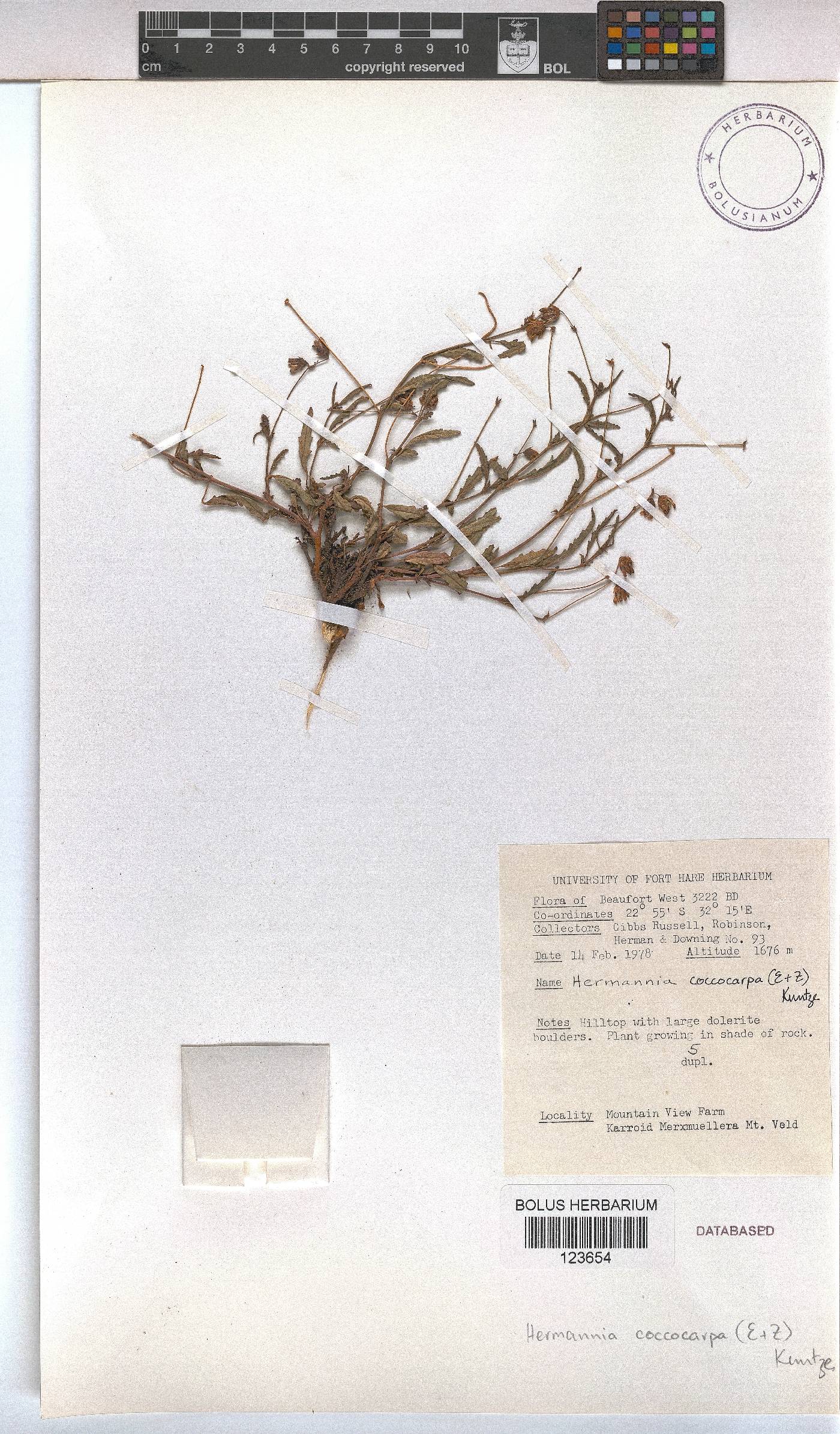 Hermannia coccocarpa image