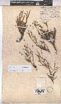 Hermannia coccocarpa image